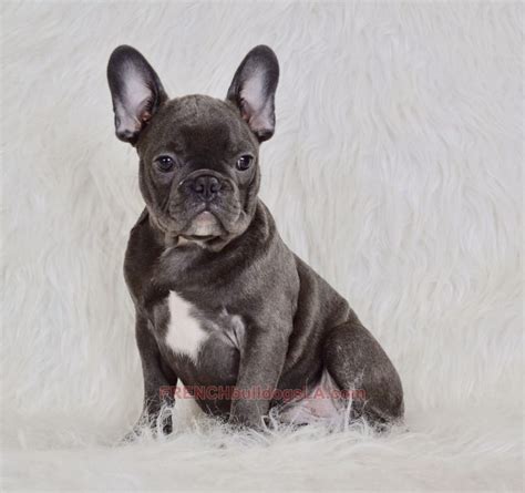 Tudor, a Blue Male French Bulldog Puppy 777447 